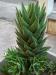 Aloe Mitriformis syn. Perfoliata a.jpg